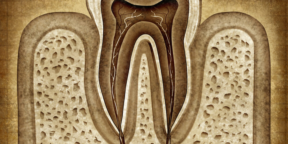 Front view of inner tooth anatomy