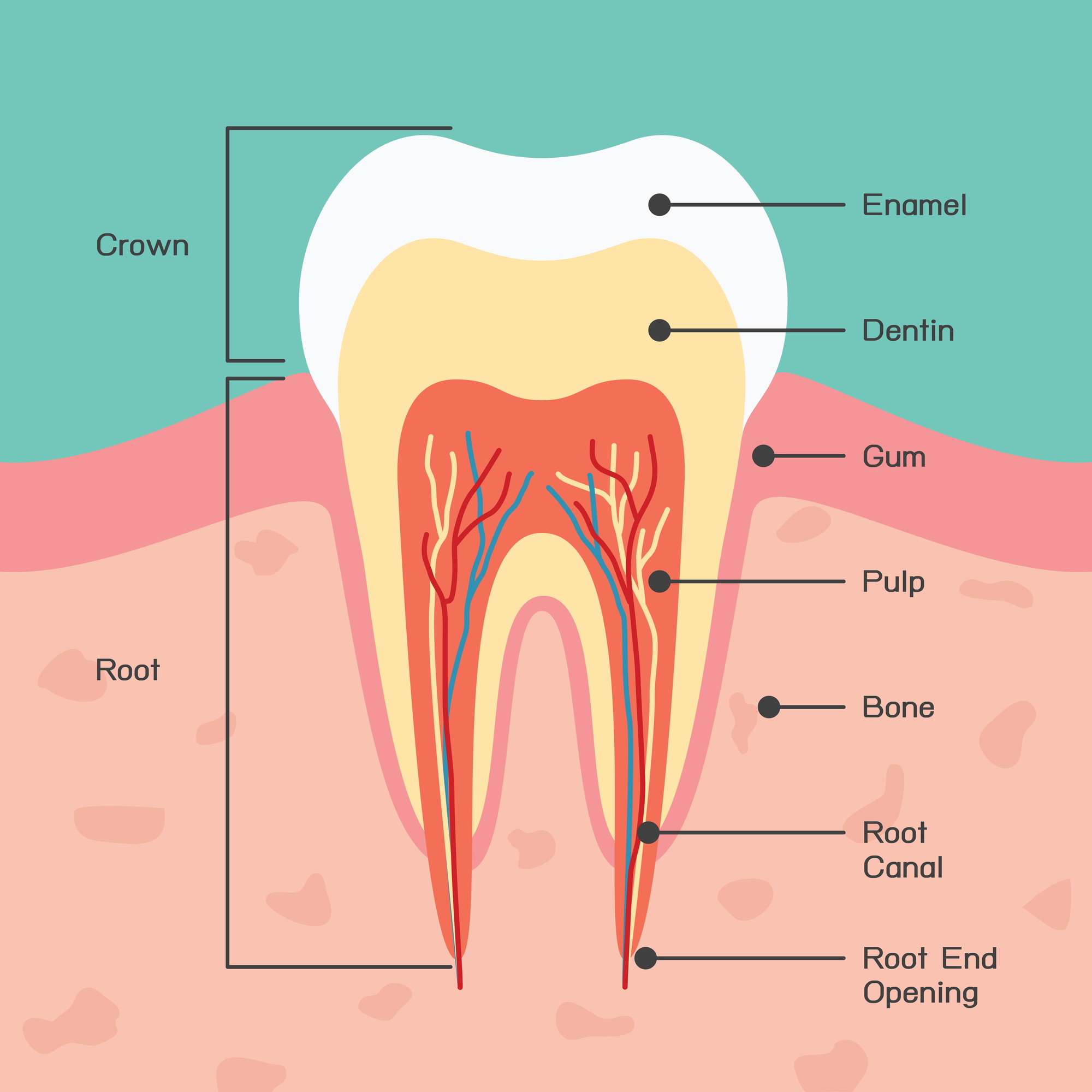 what-happens-after-i-have-root-canal-treatment-chisholm-trail