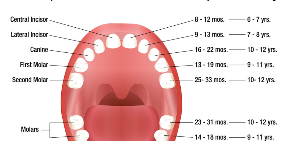 baby teeth development chart by duncan ok dentist